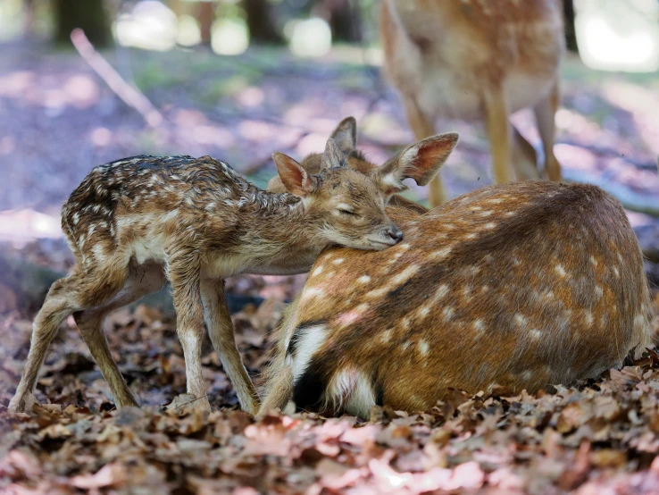 two small, baby deer lying down in a forest