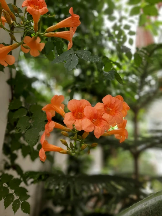 orange flowers are growing around an arch with a house in the background