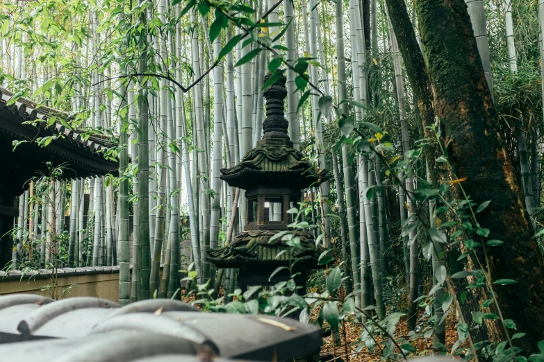 the bamboo is growing very very tall in the woods