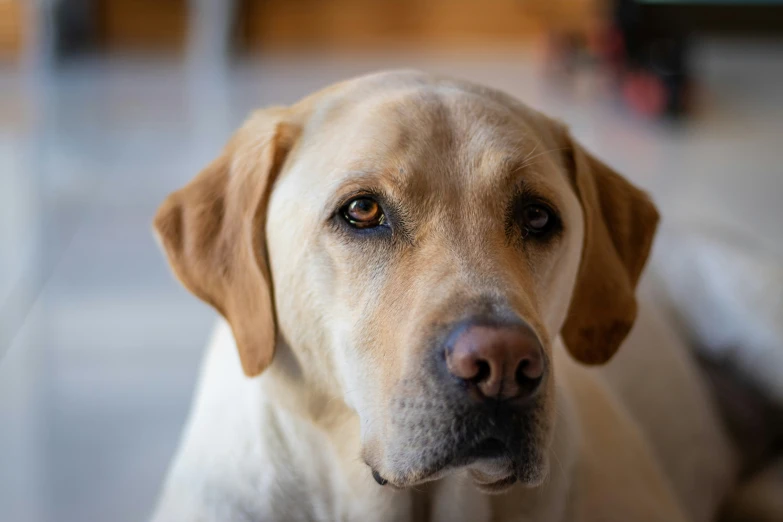 a closeup image of a yellow lab dog