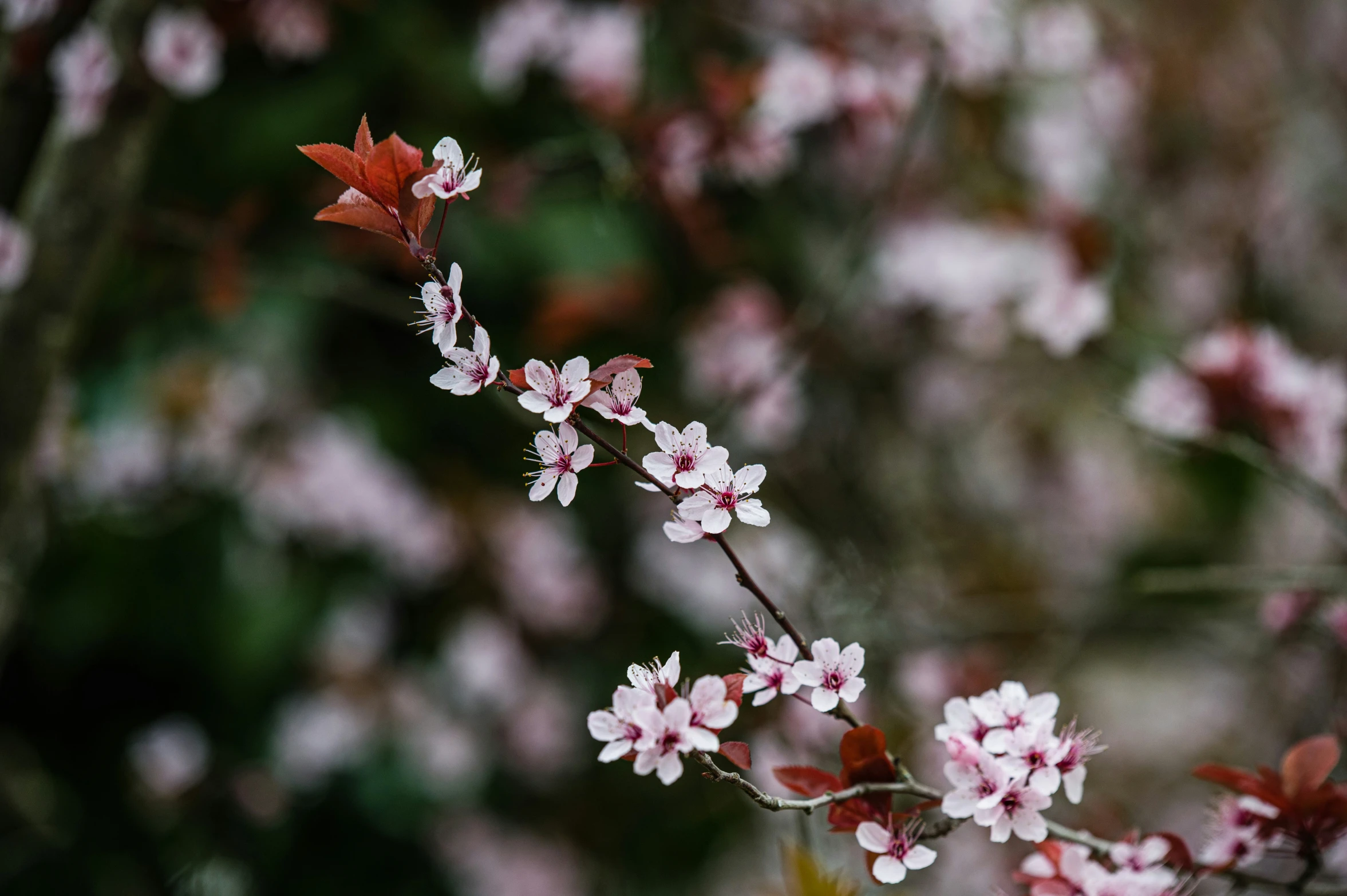 blooming tree nches with small white flowers