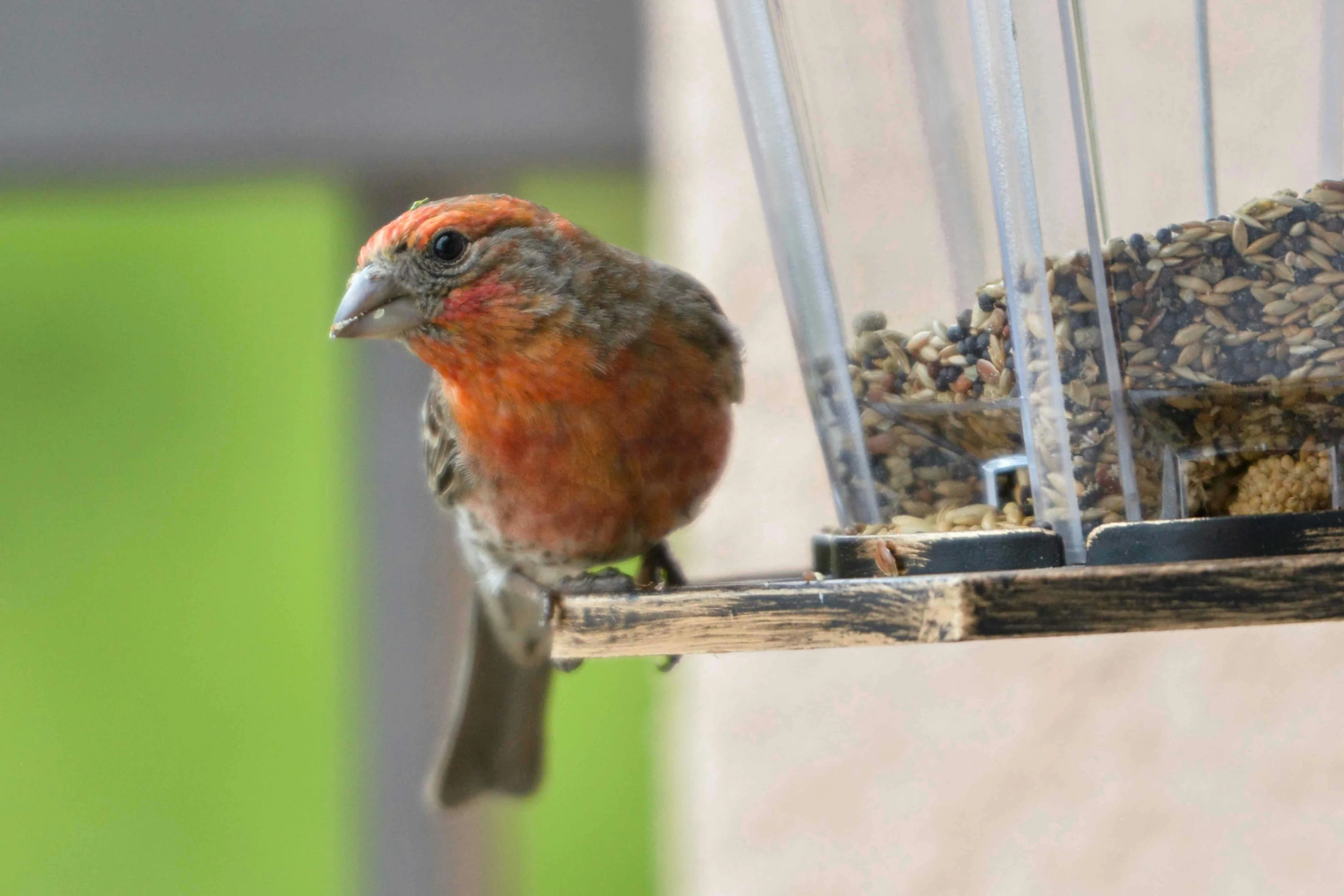 a bird sits in front of a hanging feeder that is filled with food