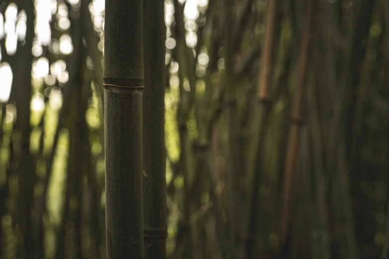 the tops of many bamboo poles stand in a grove