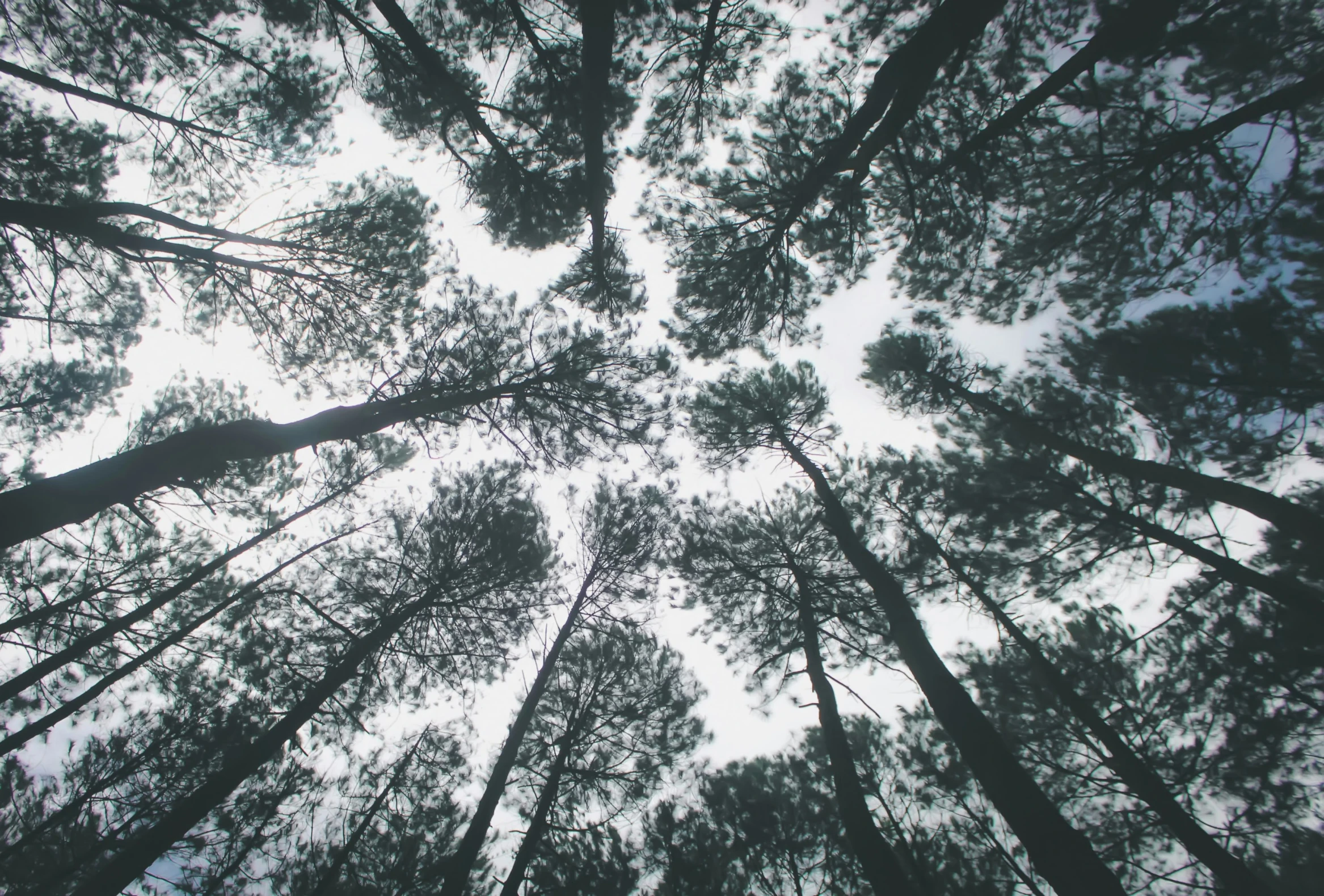 a view from the ground into trees from the bottom