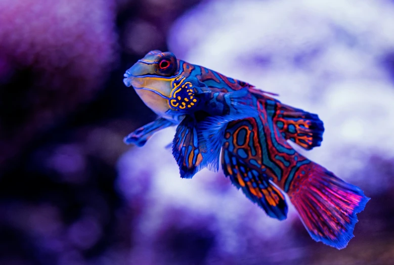 a colorful fish in flight over the ocean