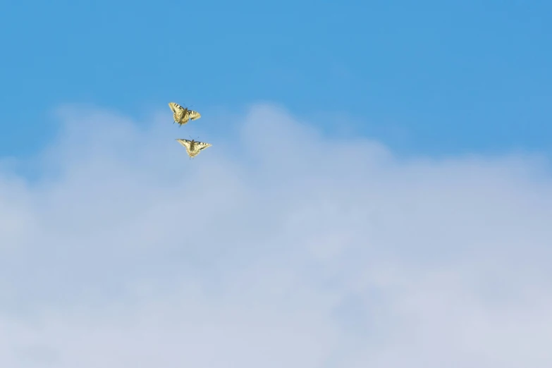 two erflies flying in the air on a sunny day