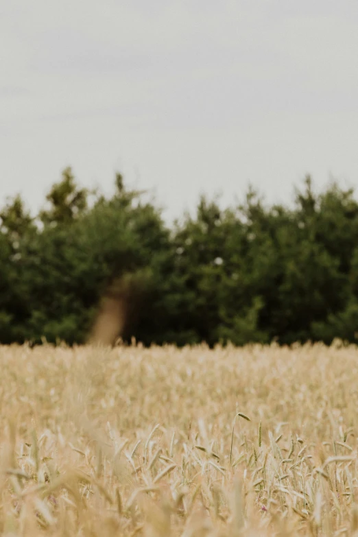 an open field of crops with a horse in the distance