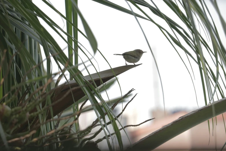 a bird that is sitting on a nch near some grass