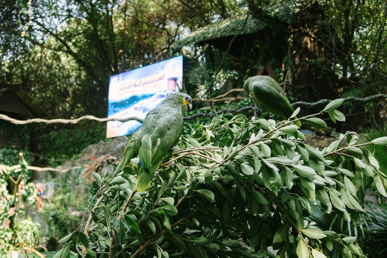 a bird sitting on top of a tree next to a billboard