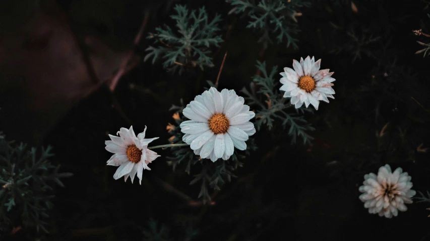 three large white flowers sitting next to each other