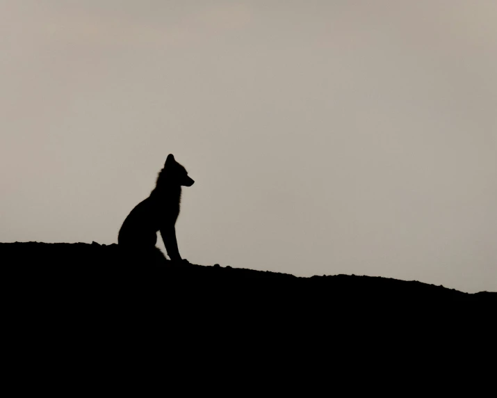 the wolf is sitting in the shadow on a hill
