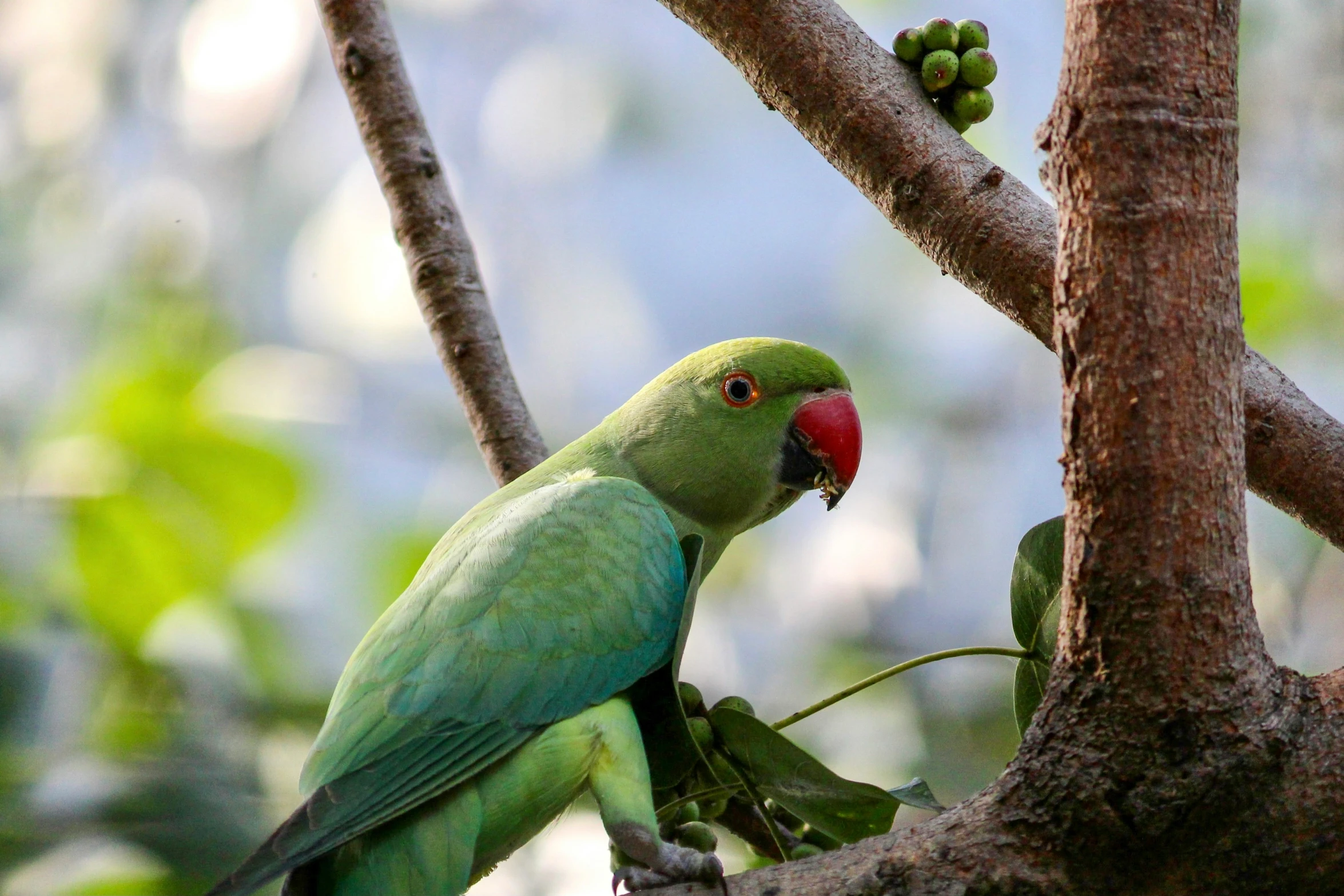 green bird sitting in a tree with a berry on it's head