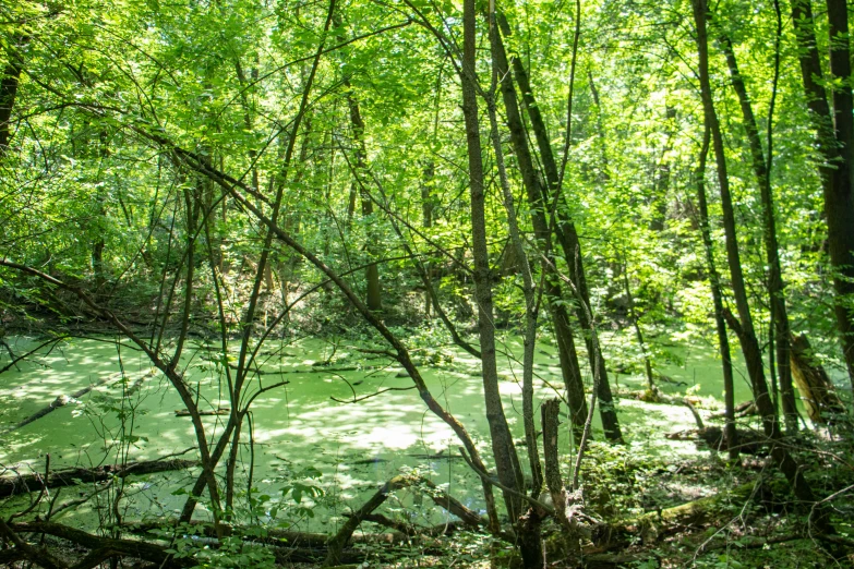 there is water flowing through the woods