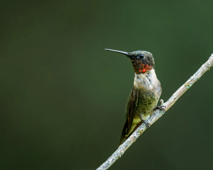 a humming bird sitting on a nch in front of a green background