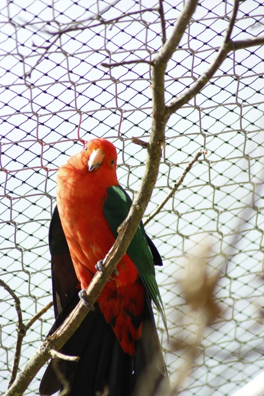 there is a orange bird with green wings perched on a tree