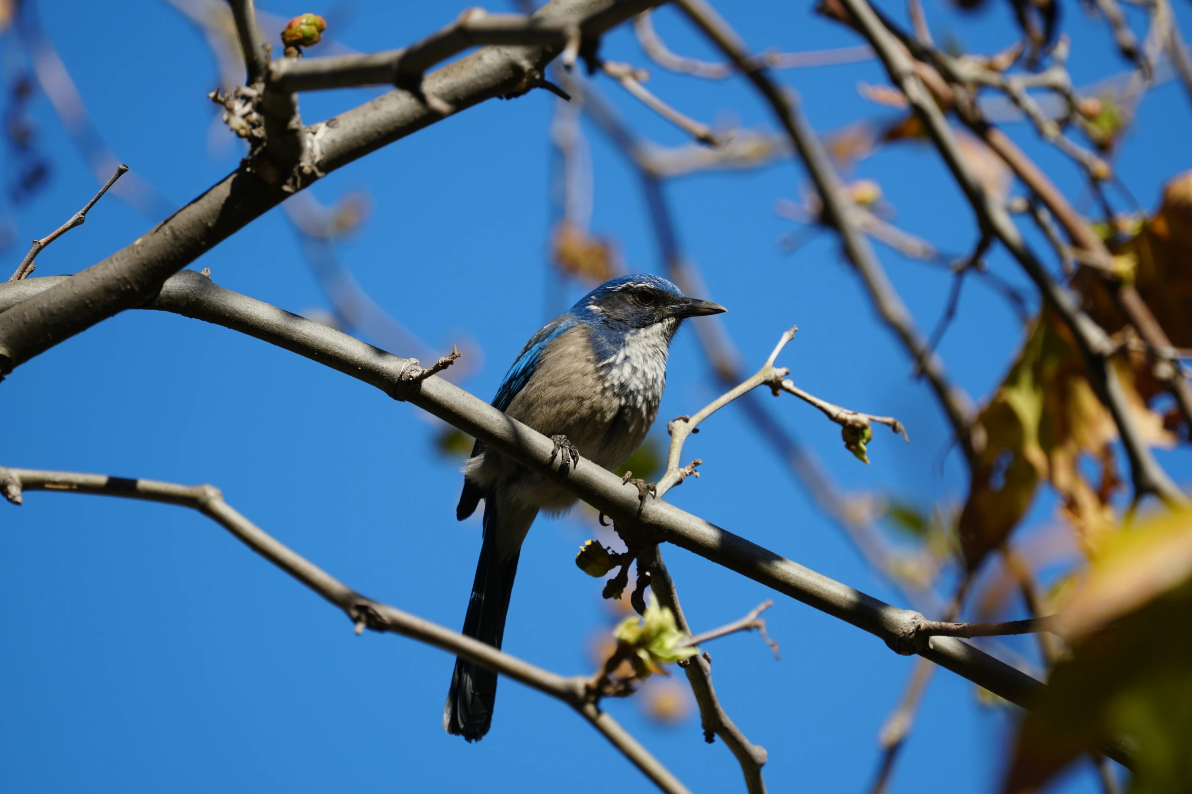 a small bird sits on the nch of a tree