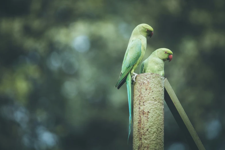 two green birds sitting on top of a pole