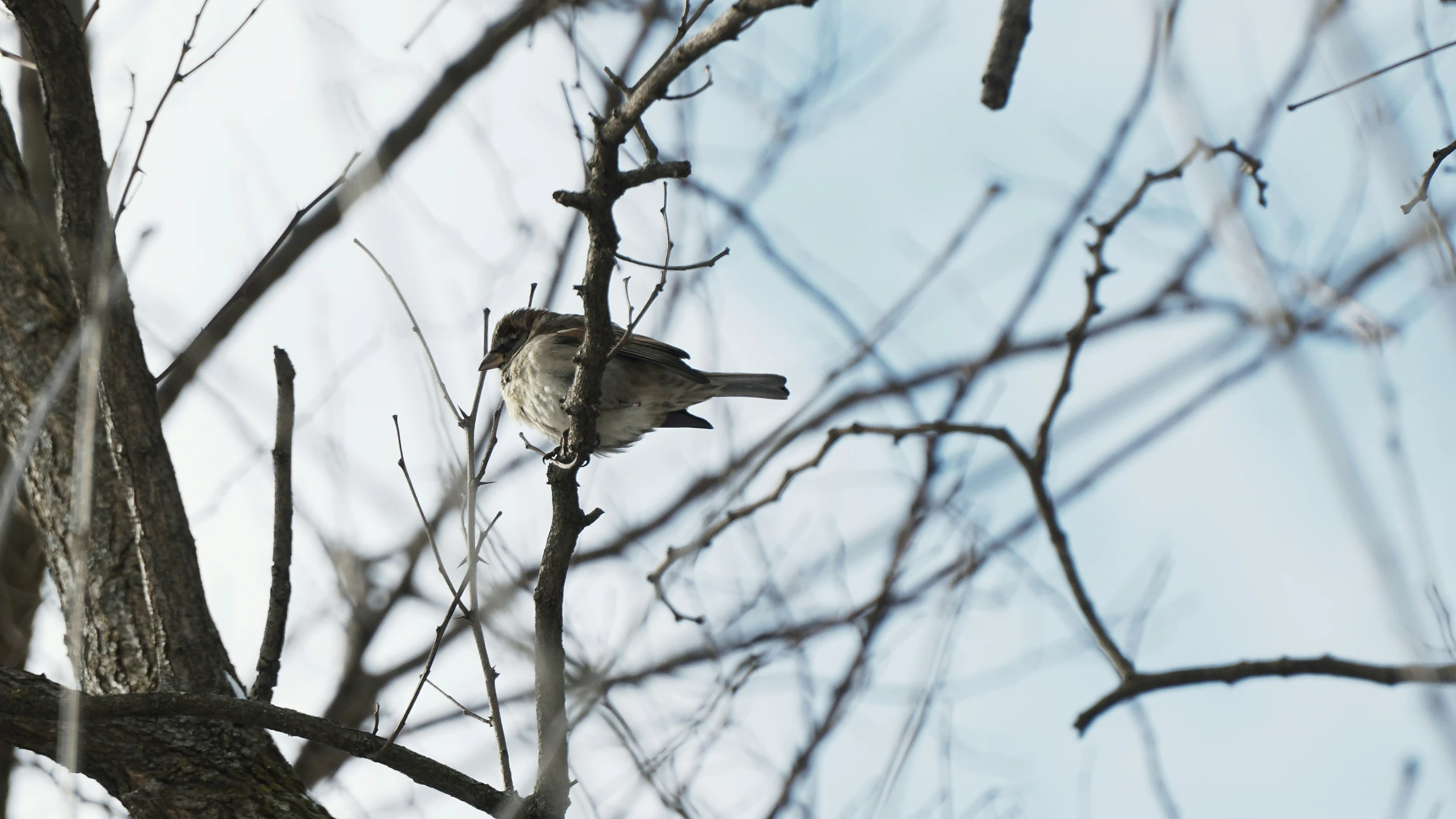 bird on nch of tree with light blue sky in background