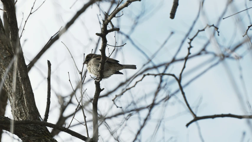 bird on nch of tree with light blue sky in background