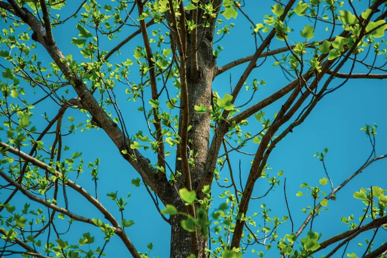 an image of the nches and leaves of a tree