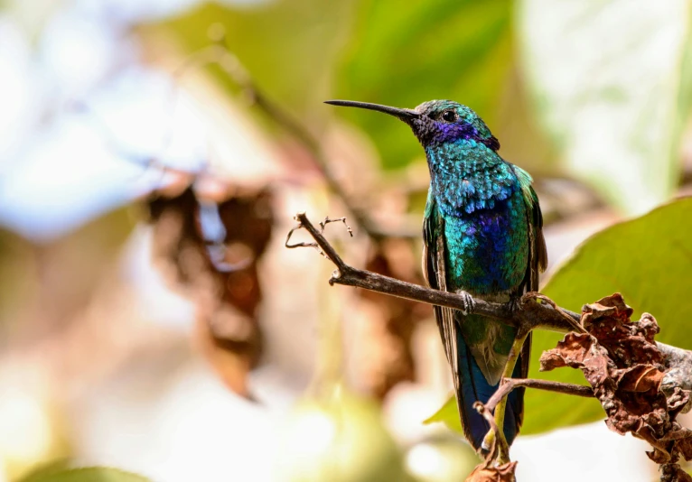 a colorful bird sitting on top of a tree nch