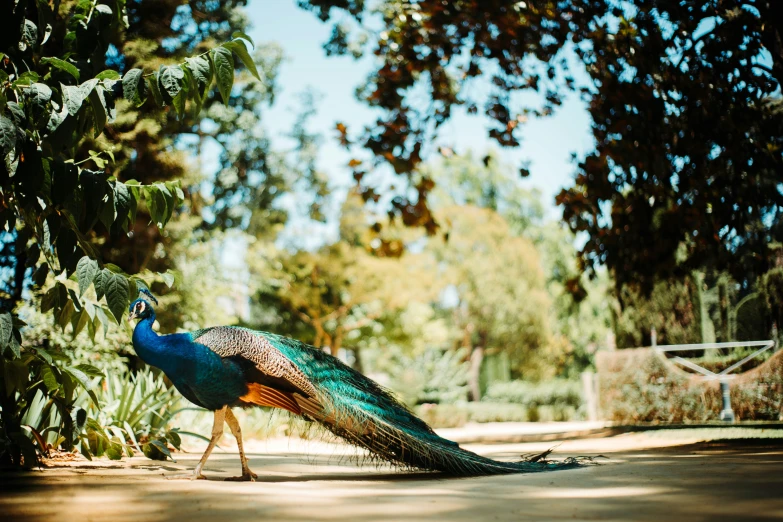 a peacock walks in an open area between trees