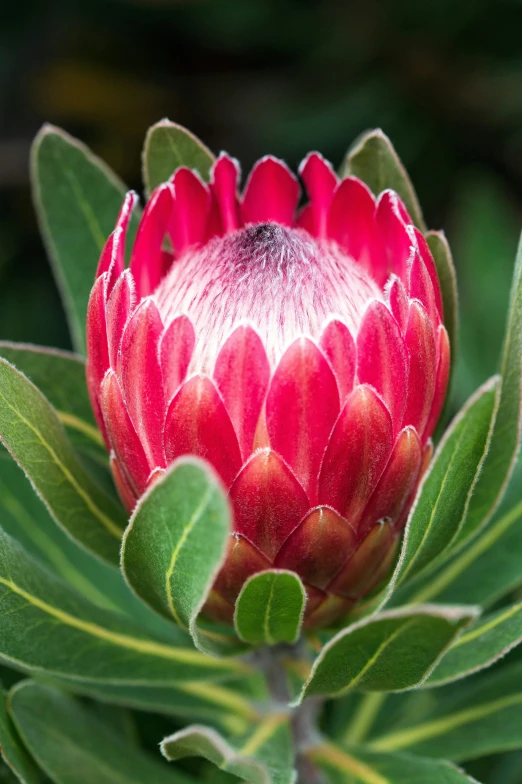 a red flower with many leaves on a tree