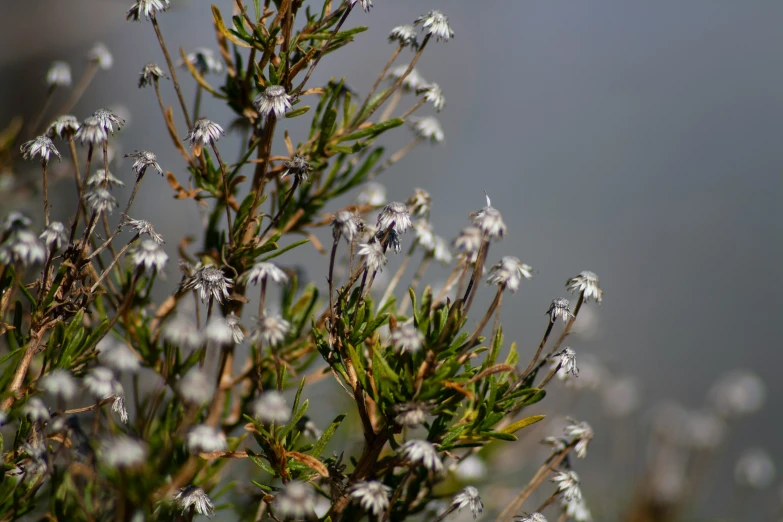 this is a nch with lots of white flowers