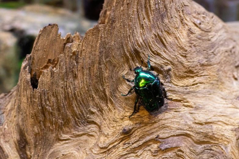 an image of green bug on the bark of a tree