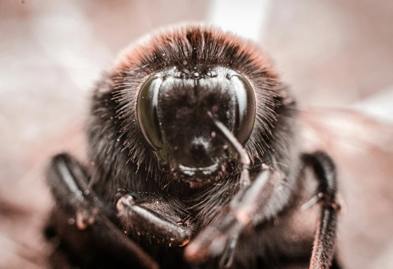 a large spider is shown on the floor