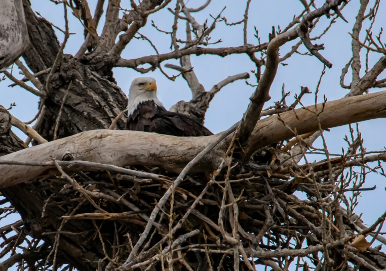 two bald eagles perched on top of a broken tree