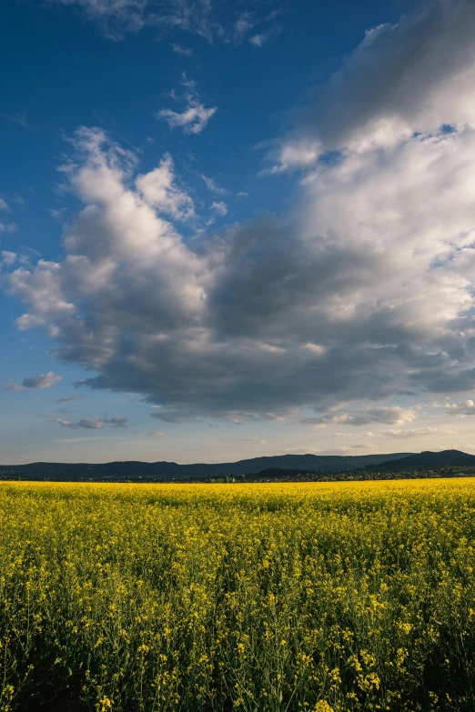 field of yellow flowers under dark clouds over the water