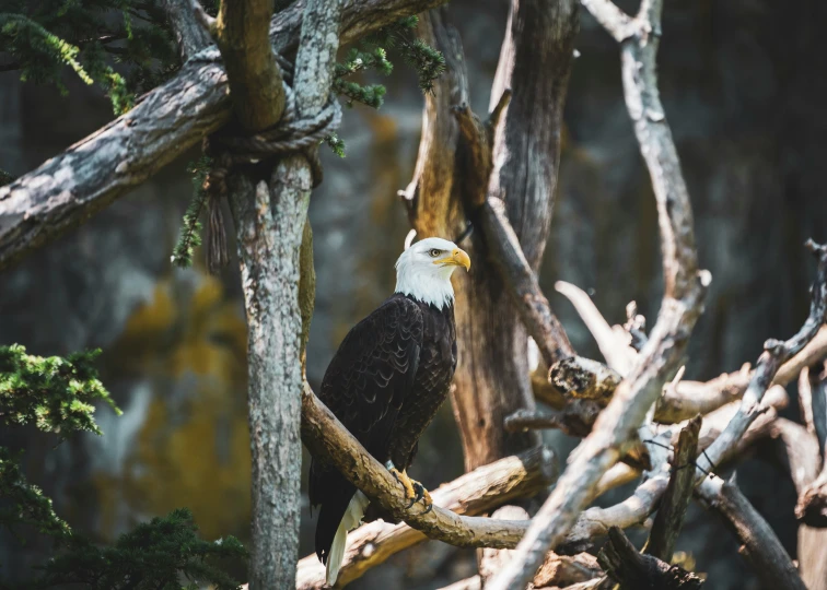 a black and white bird perched on a tree nch