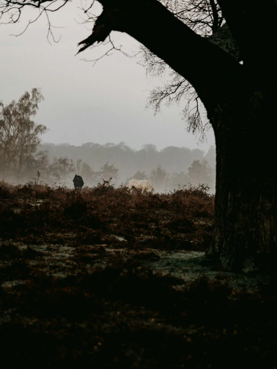 sheep standing in the field under a tree