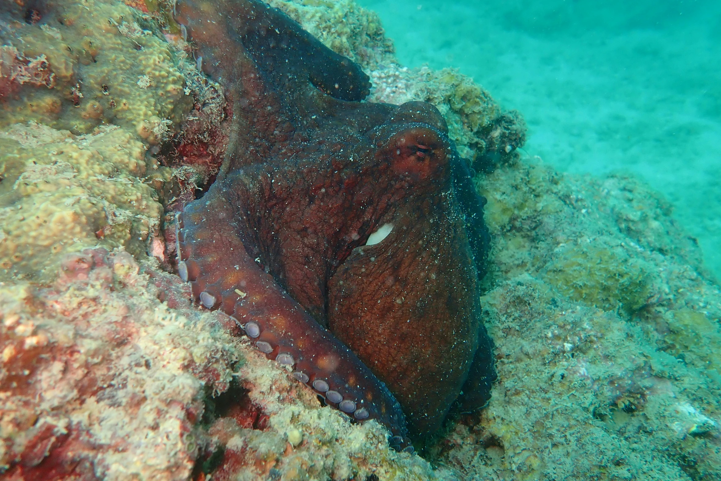 an image of octo lying on the seabed