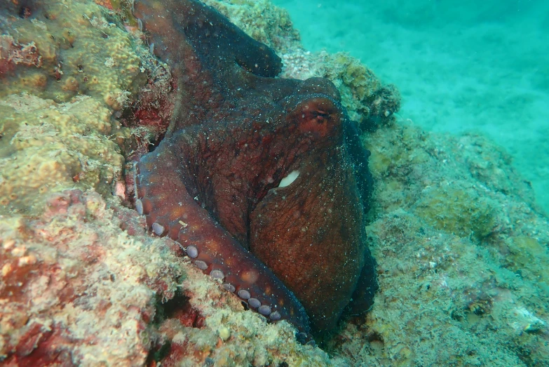 an image of octo lying on the seabed