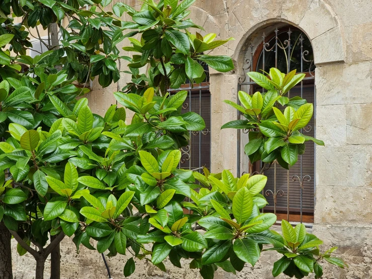 a bush grows next to a window with iron bars