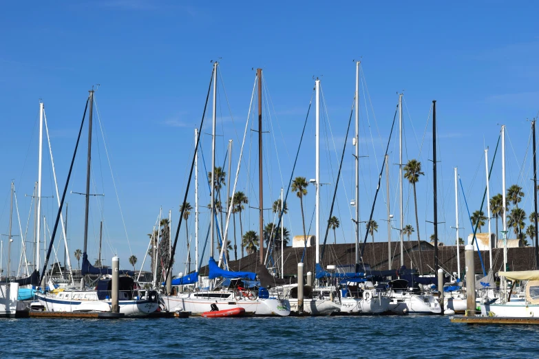 boats are lined up by the dock and palm trees