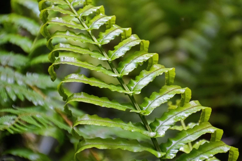 this is the green leaves of a plant