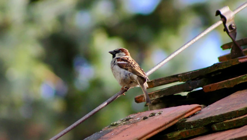 the bird is sitting on the wood fence