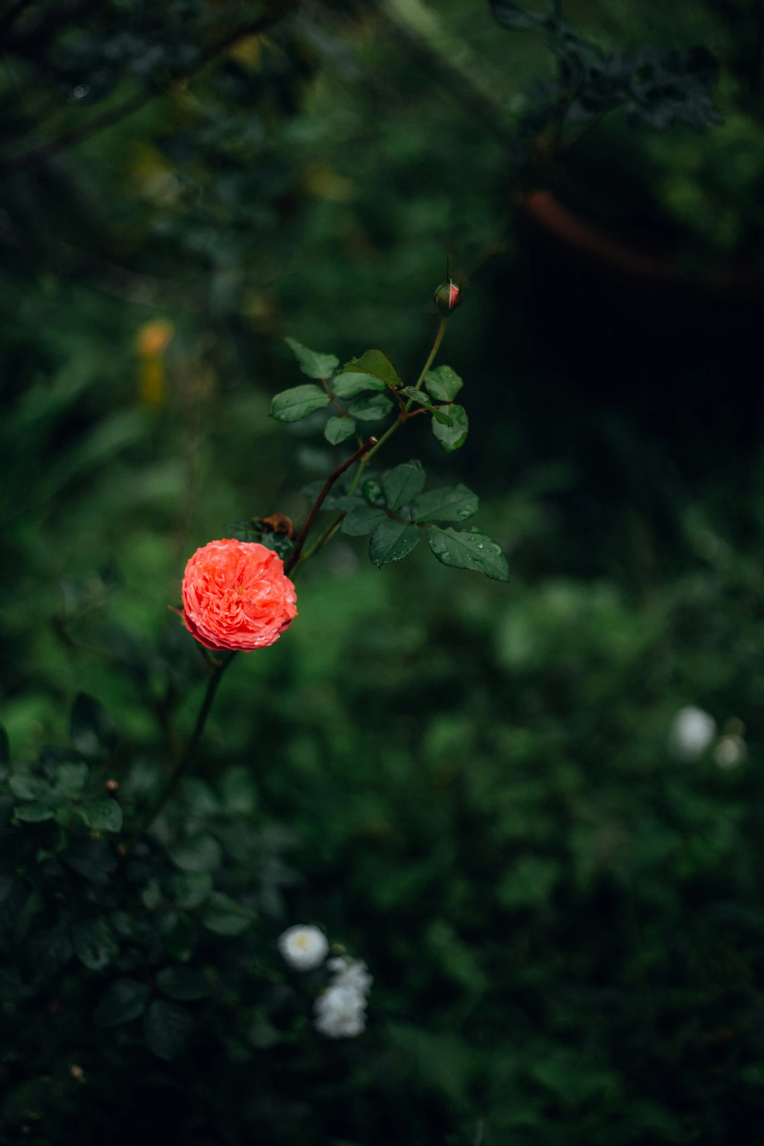 an orange flower in a garden with green grass and trees