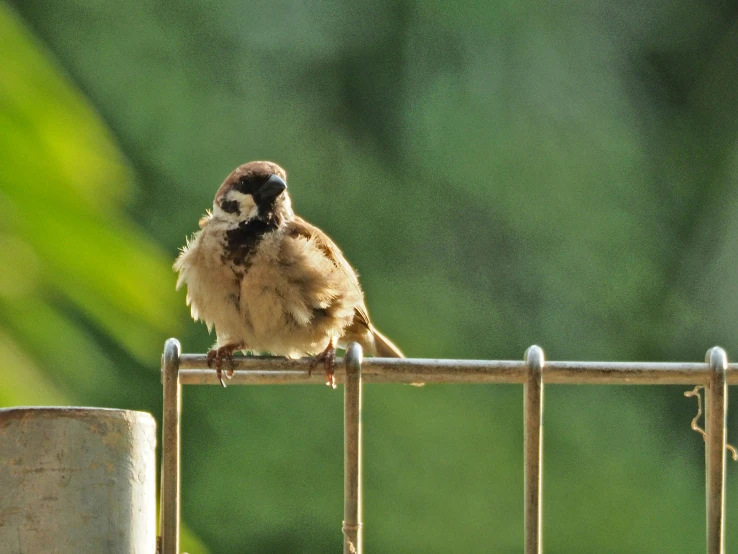 small bird perched on metal railing next to blurry background
