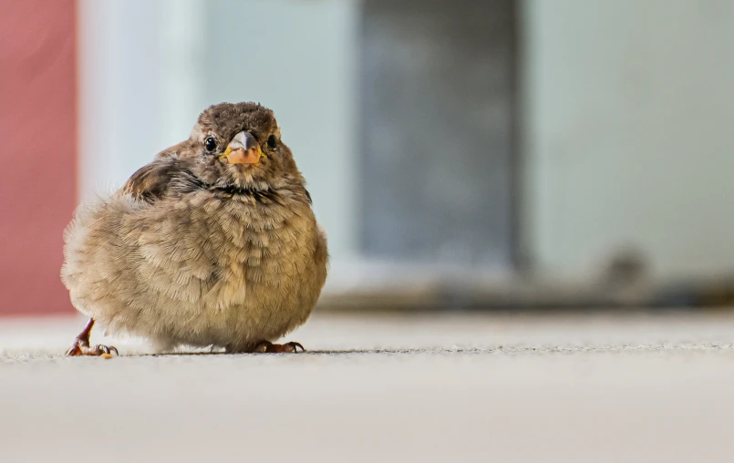 a small bird sitting on top of a floor