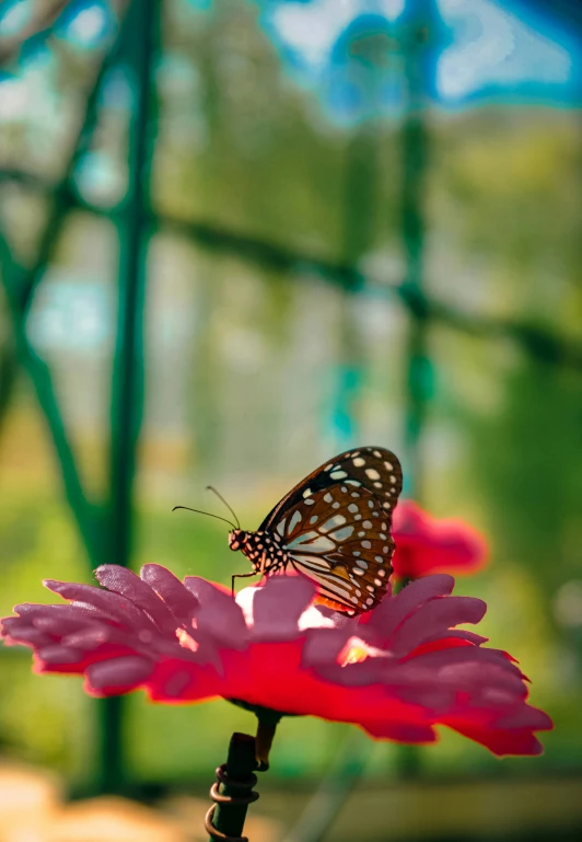 a erfly perches on a pink flower with blurred green background