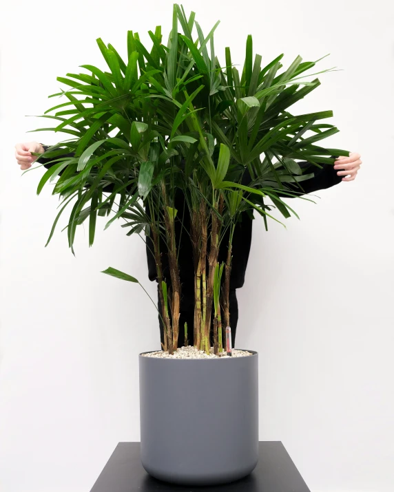 a plant is in a large gray pot on a table