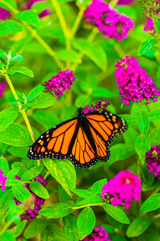 a monarch erfly is resting on some pink flower