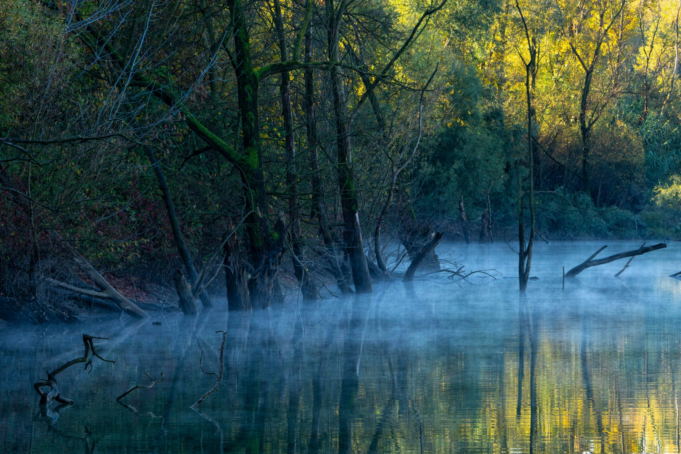 a picture of some trees and fog on the water