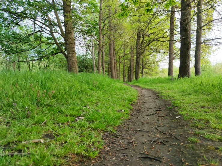 there is a trail going through the woods with tall grass