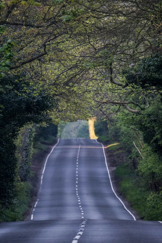 a empty and tree lined country road next to the woods