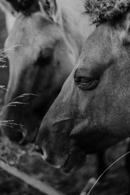 two horses are looking at each other in the dark